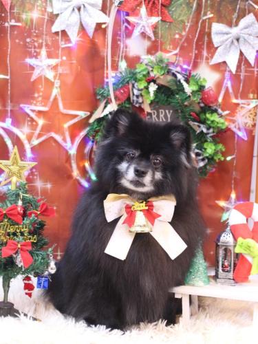 20231216ふわりちゃん